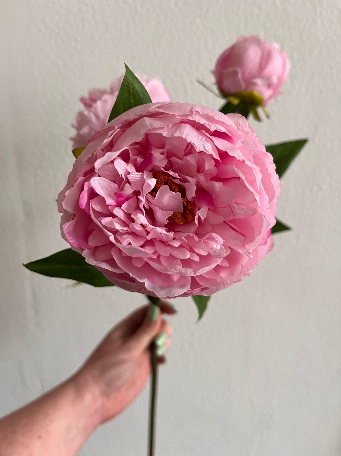 Blush Pink 3 Peony Stem
