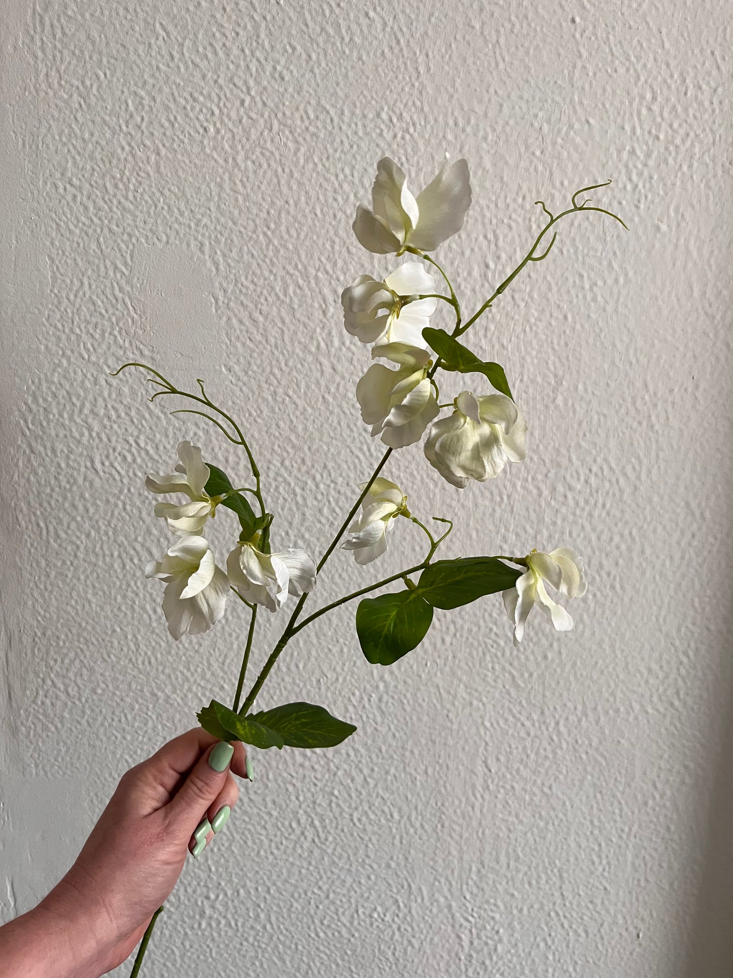 Sweetpea Stems