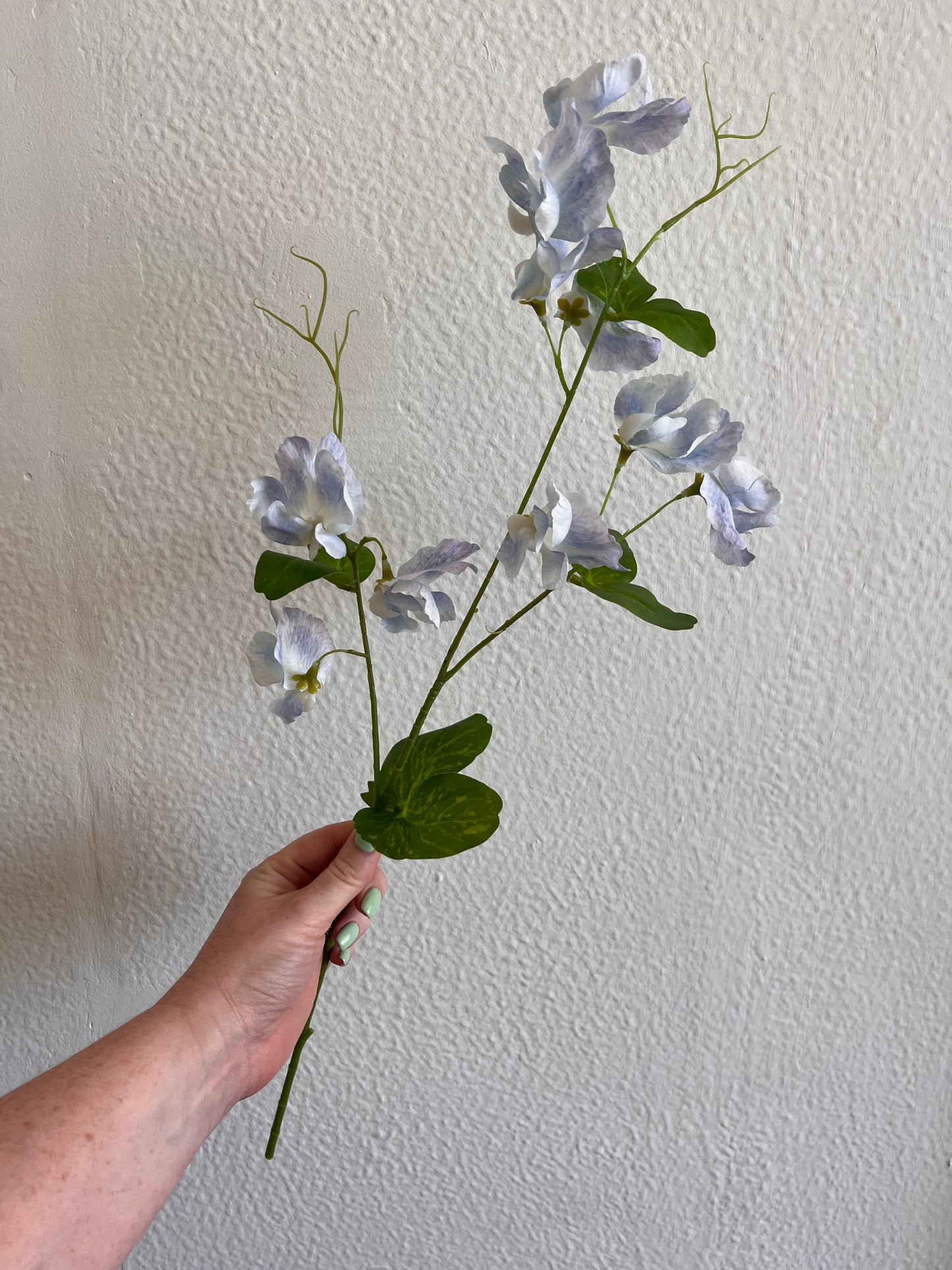 Sweetpea Stems