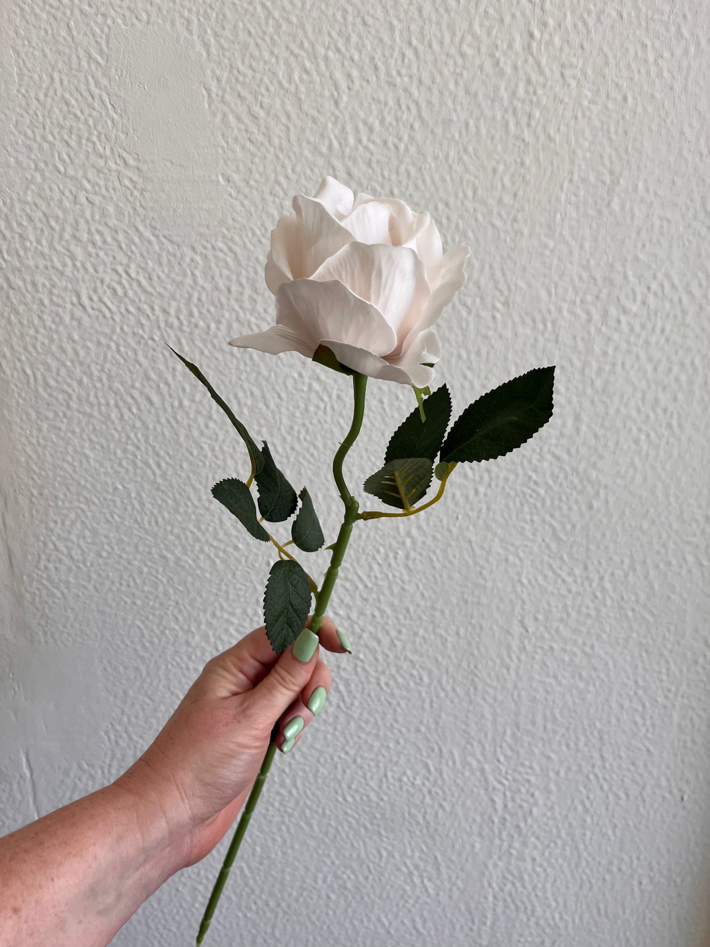 Pale Pink Tea Rose