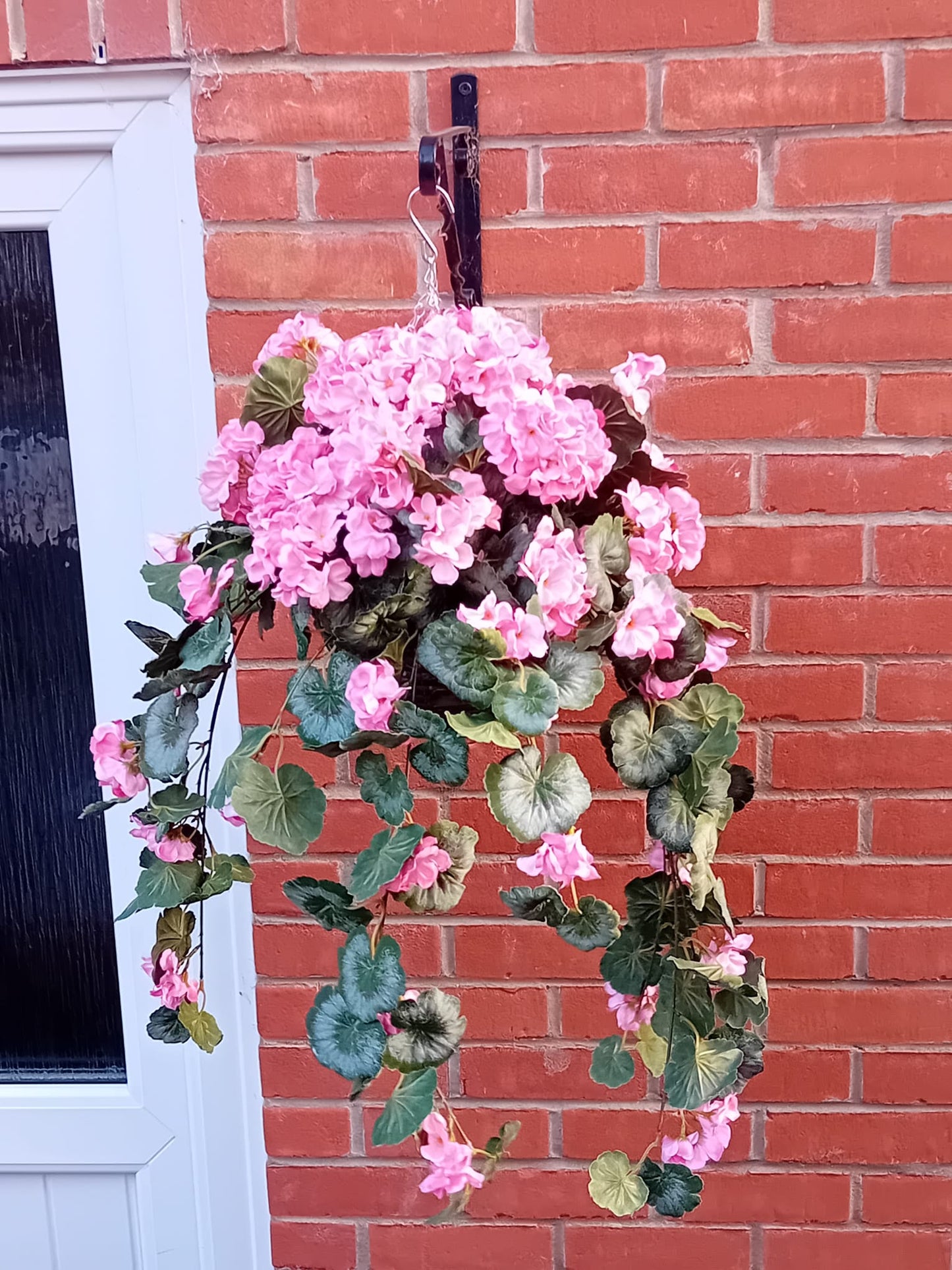 Geranium hanging basket