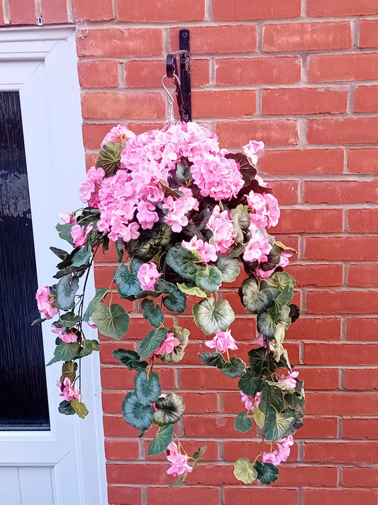 Geranium hanging basket