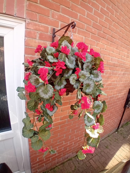 Geranium hanging basket