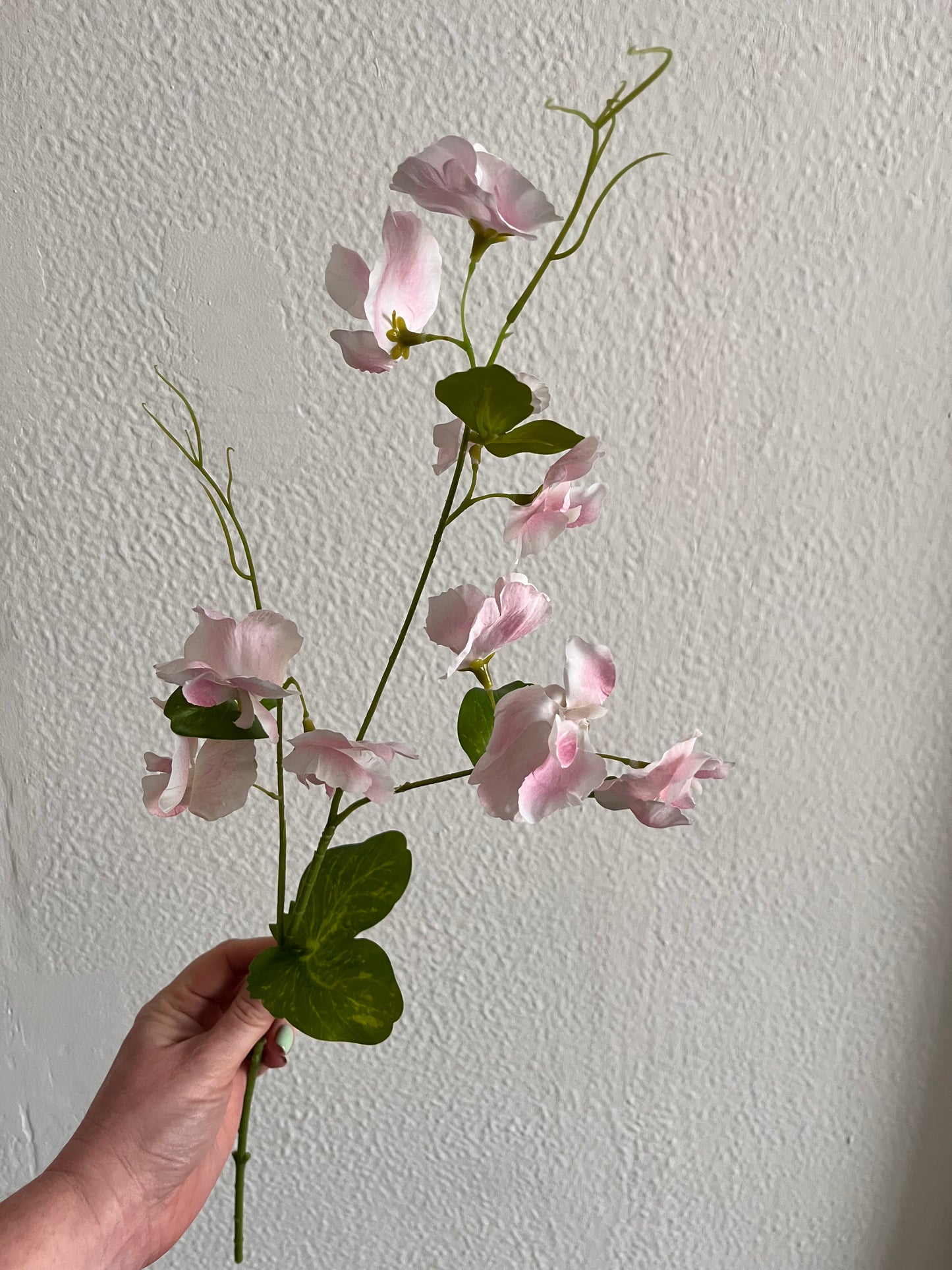 Sweetpea Stems