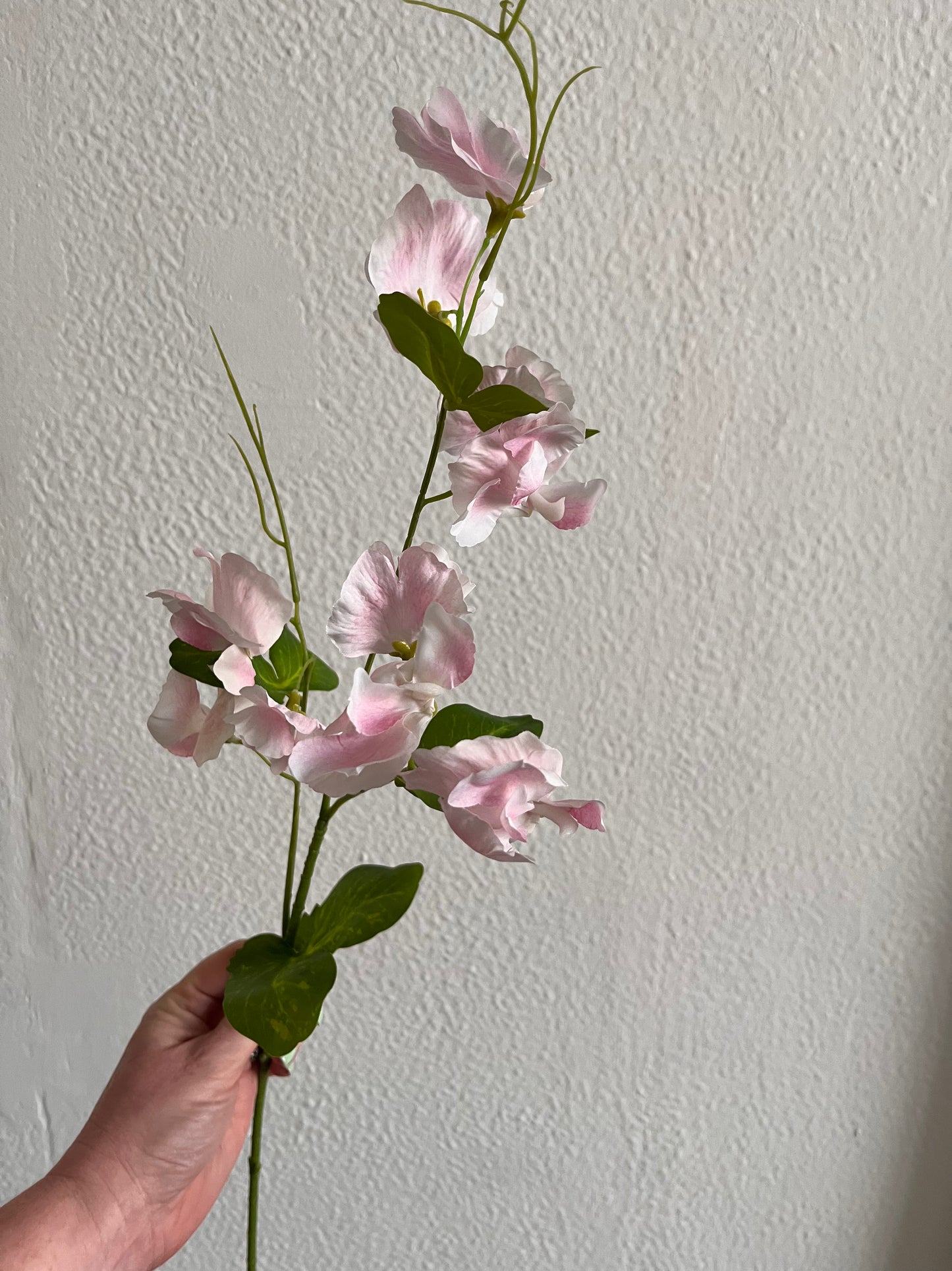 Sweetpea Stems