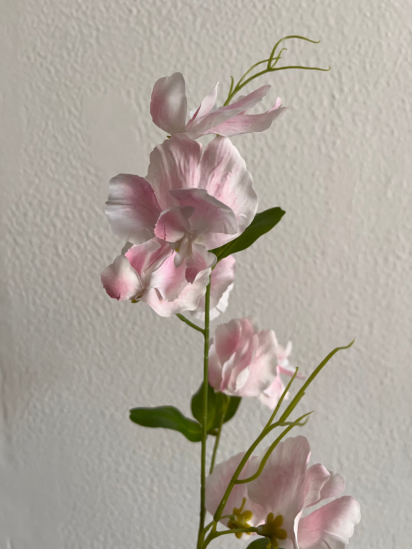 Sweetpea Stems