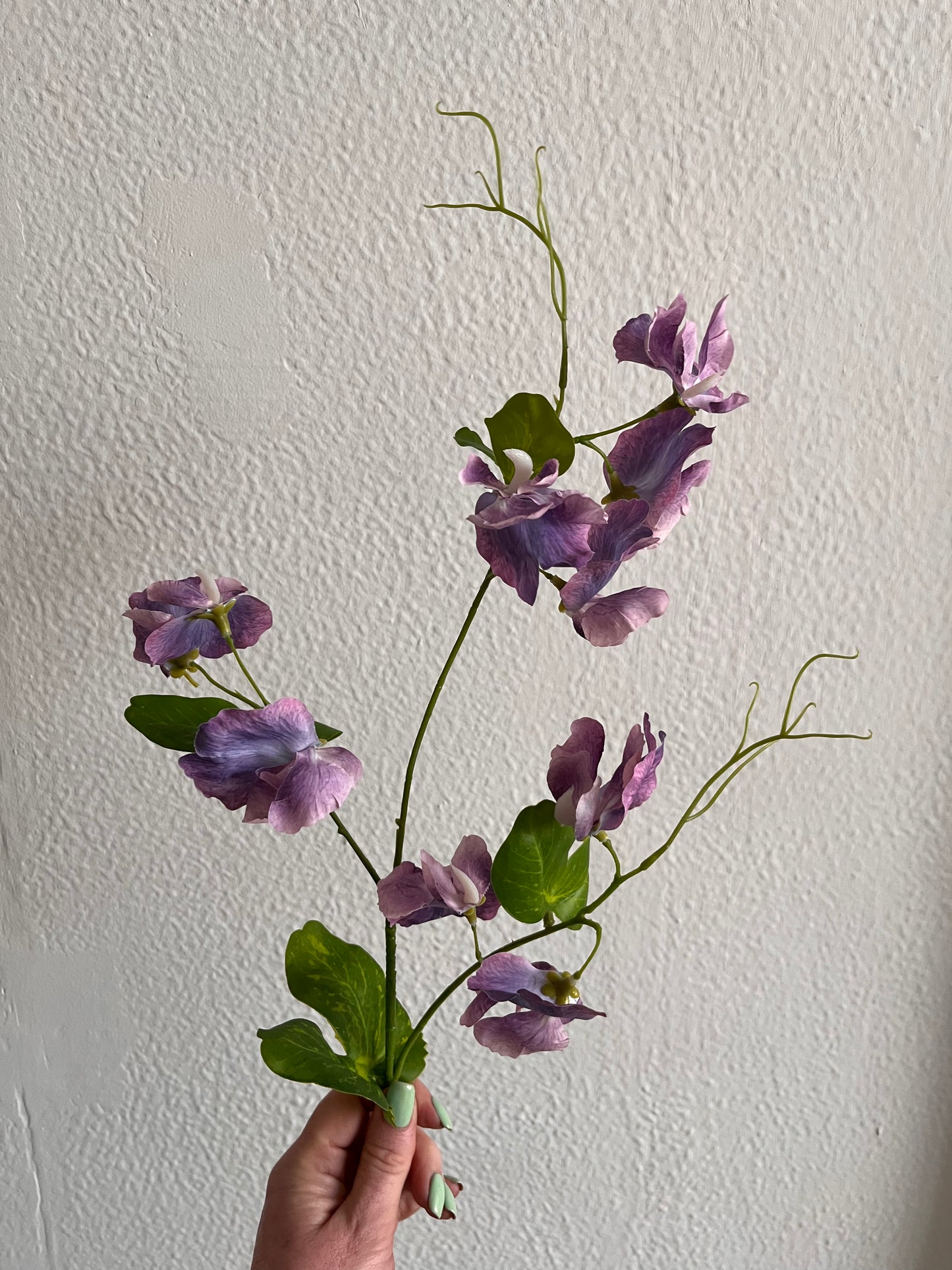 Sweetpea Stems