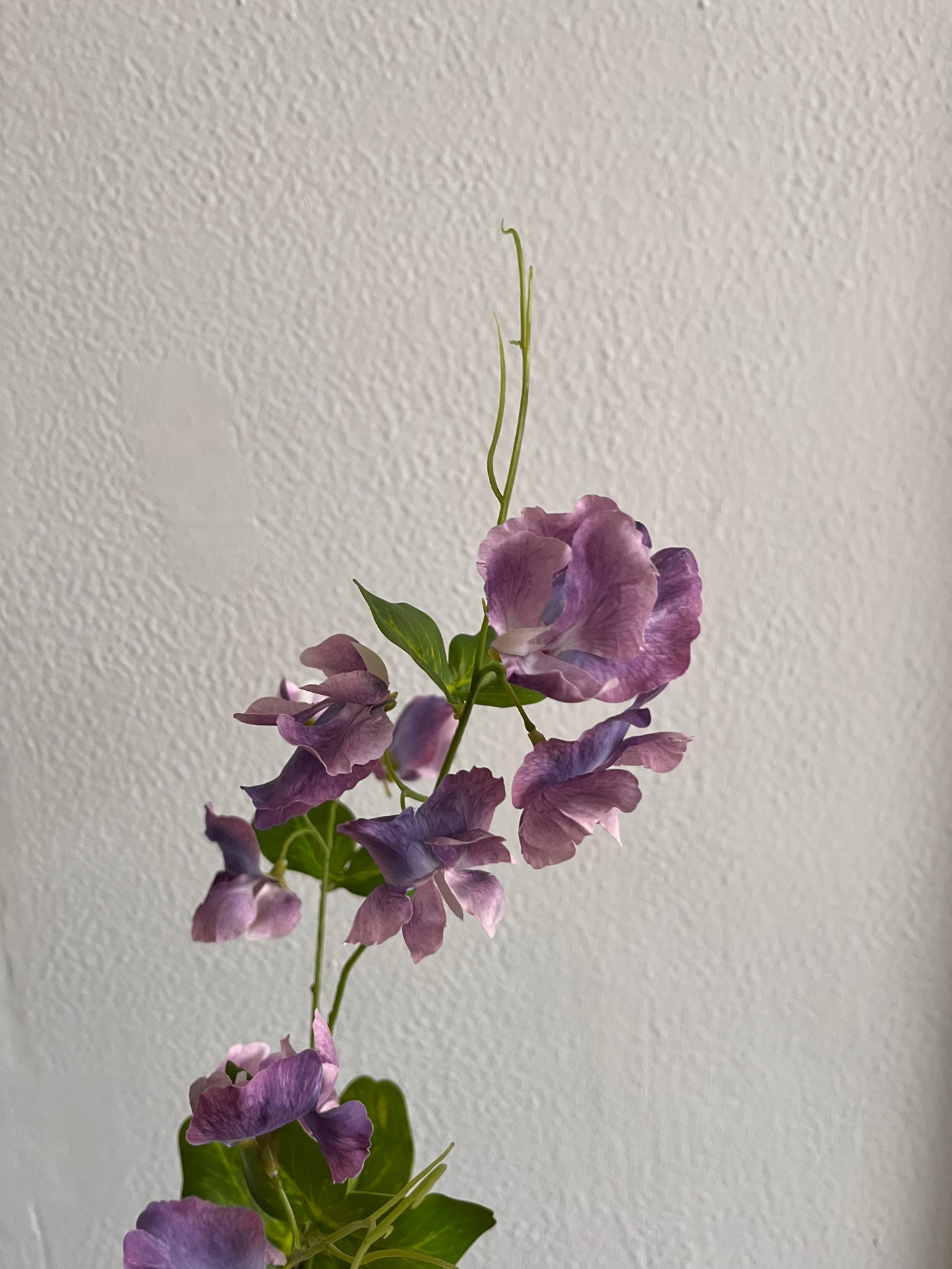 Sweetpea Stems