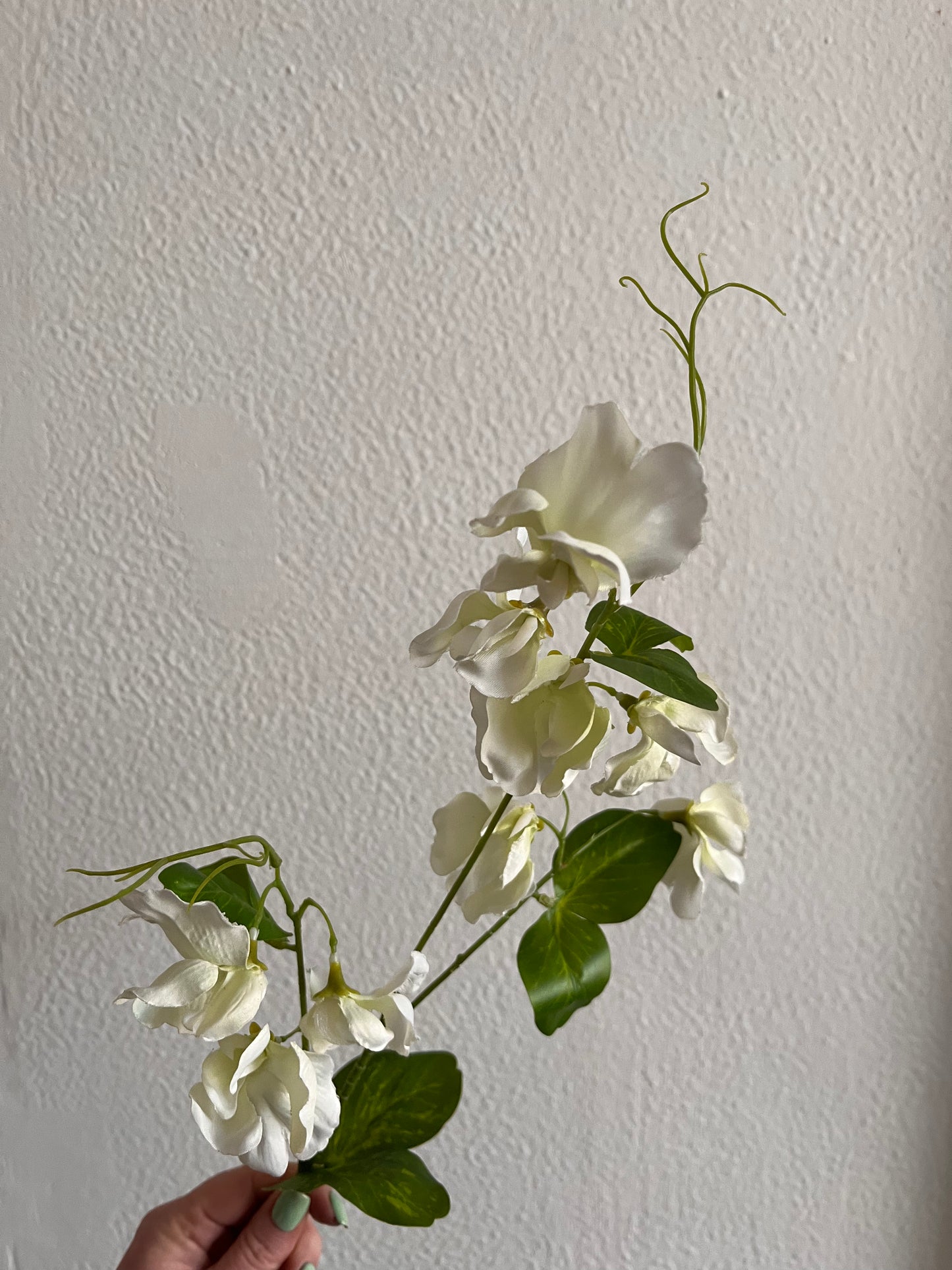 Sweetpea Stems