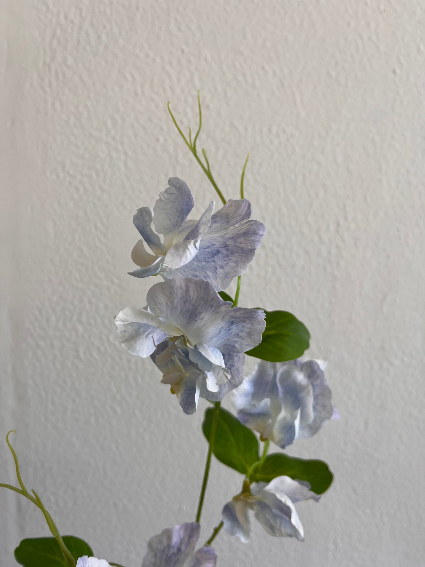 Sweetpea Stems