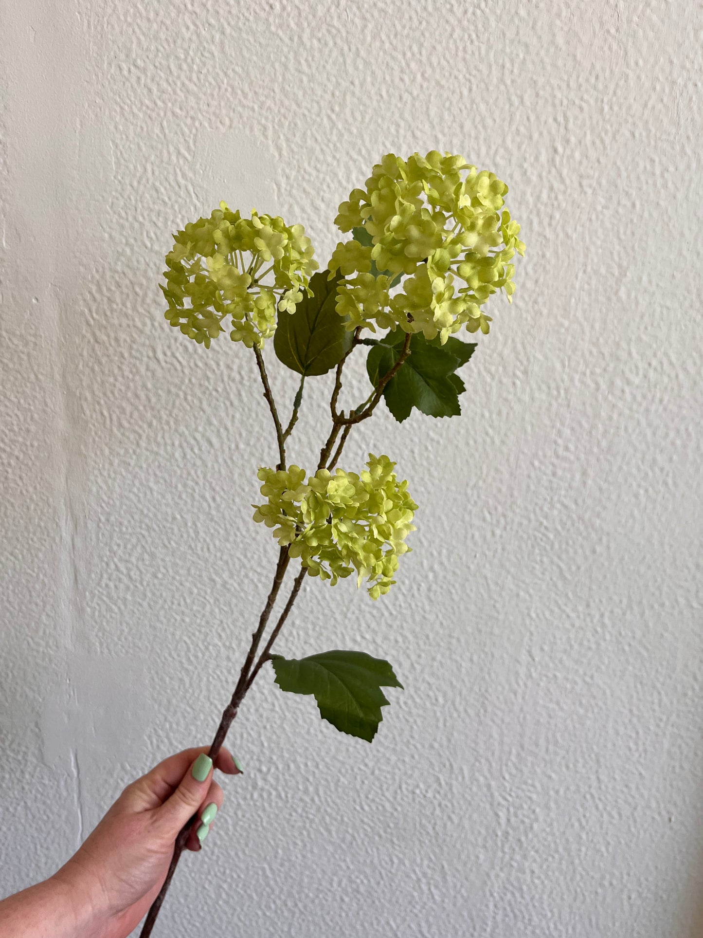 Green Viburnum