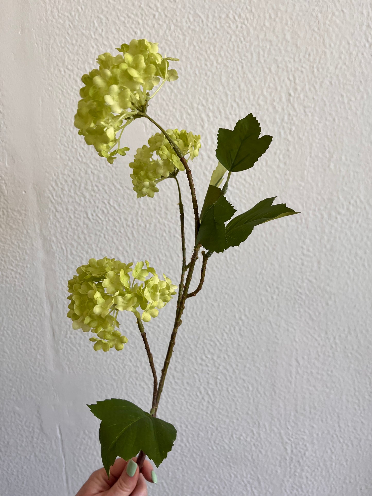 Green Viburnum