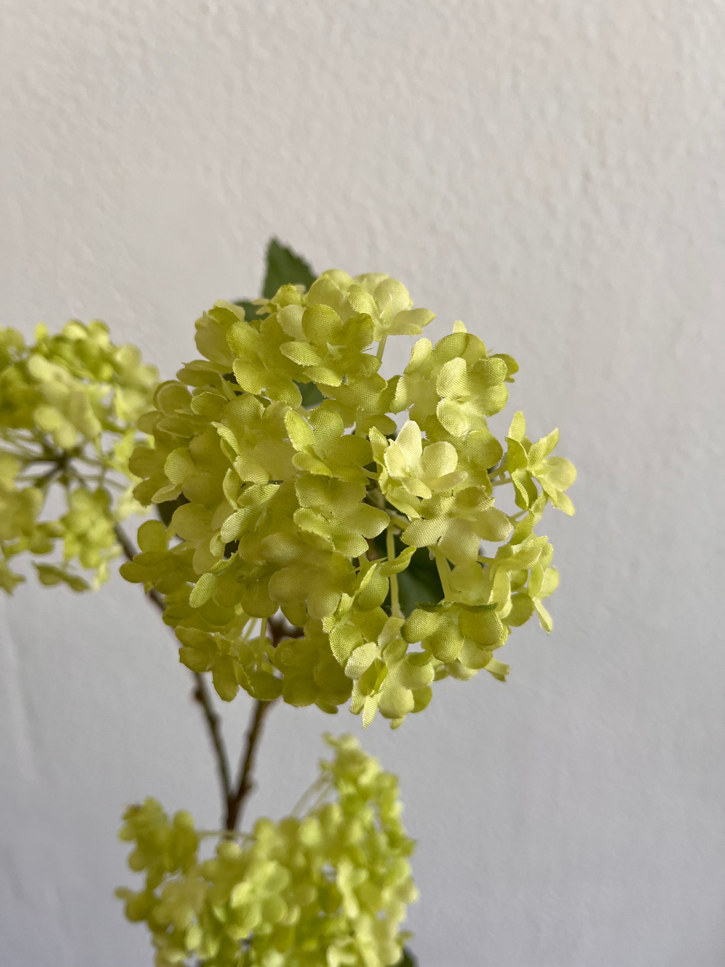 Green Viburnum