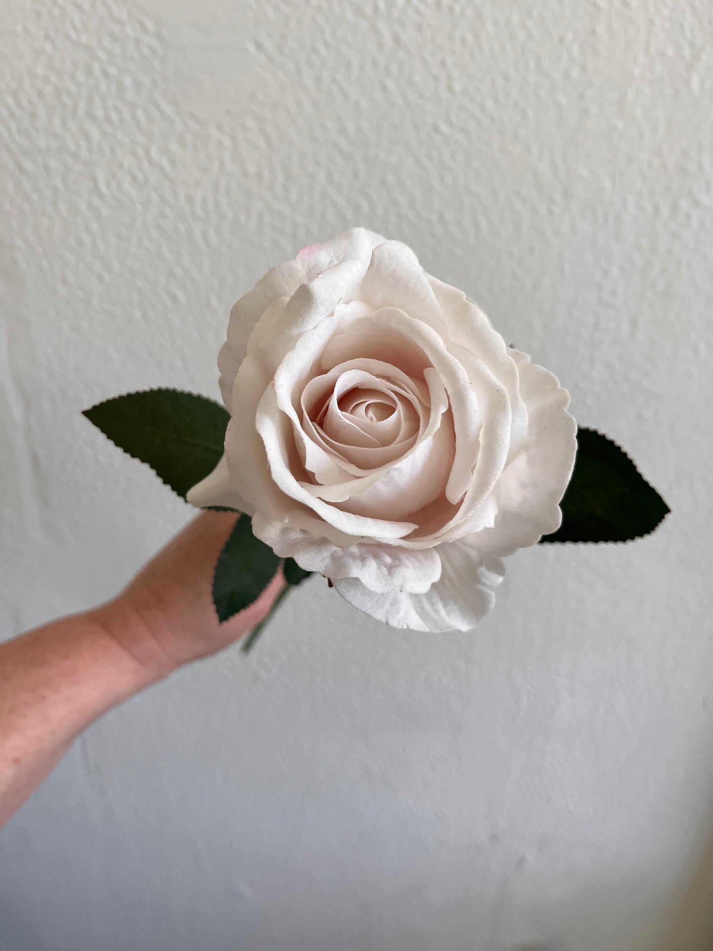 Pale Pink Tea Rose