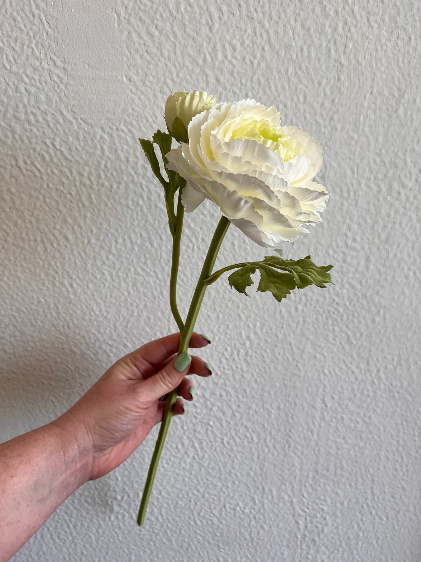 White Ranunculus