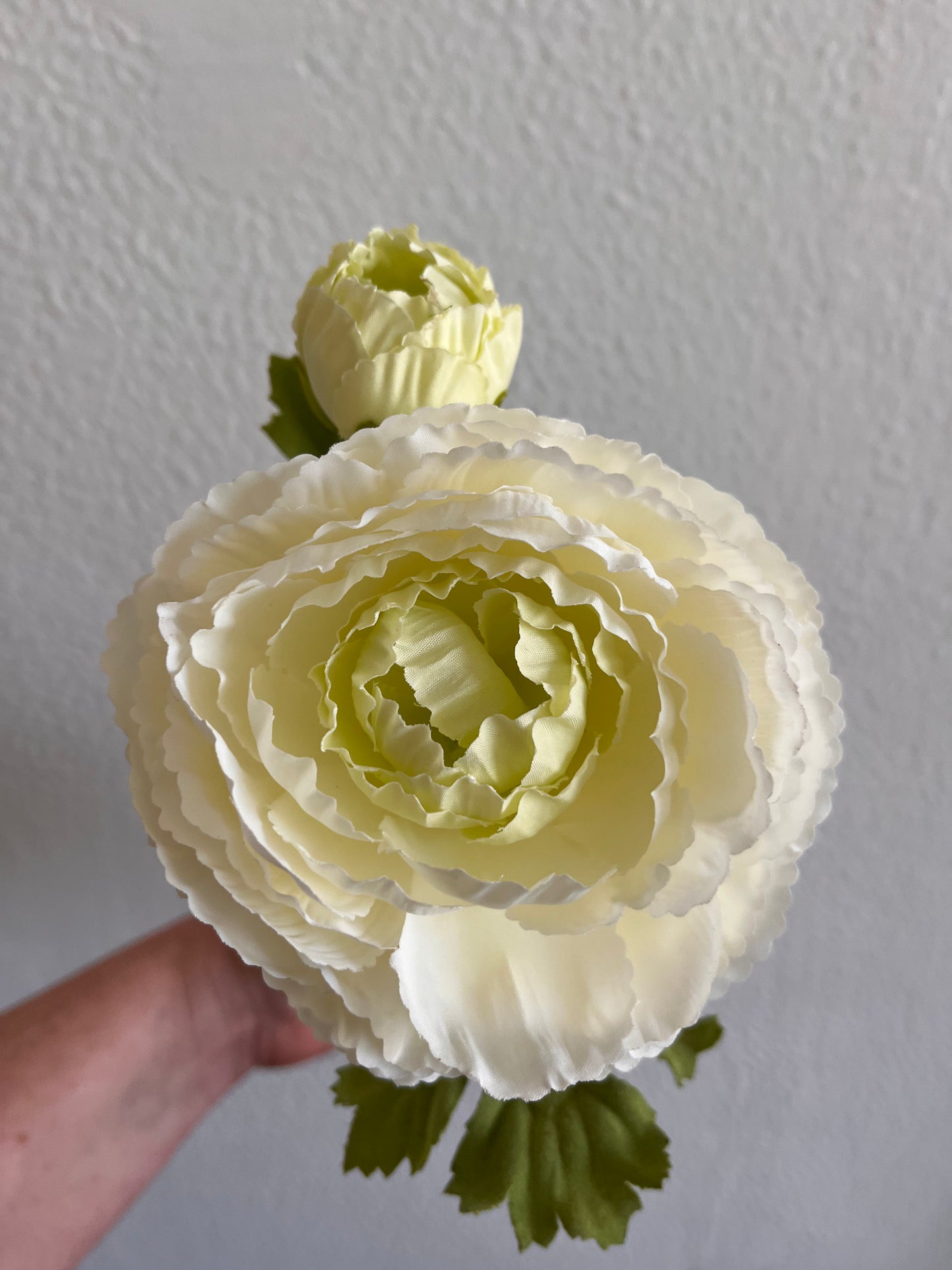 White Ranunculus