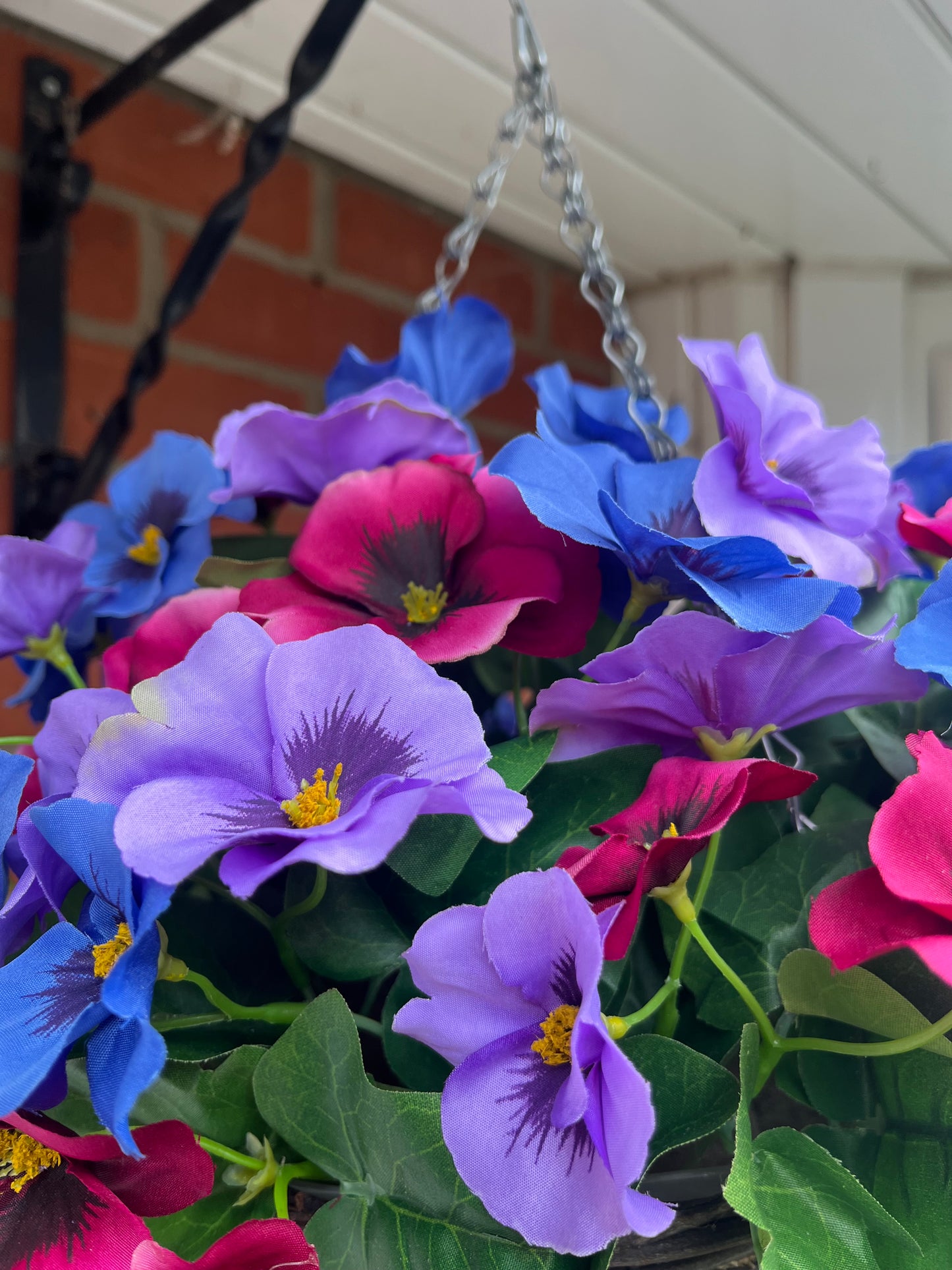 Pansy Hanging Basket